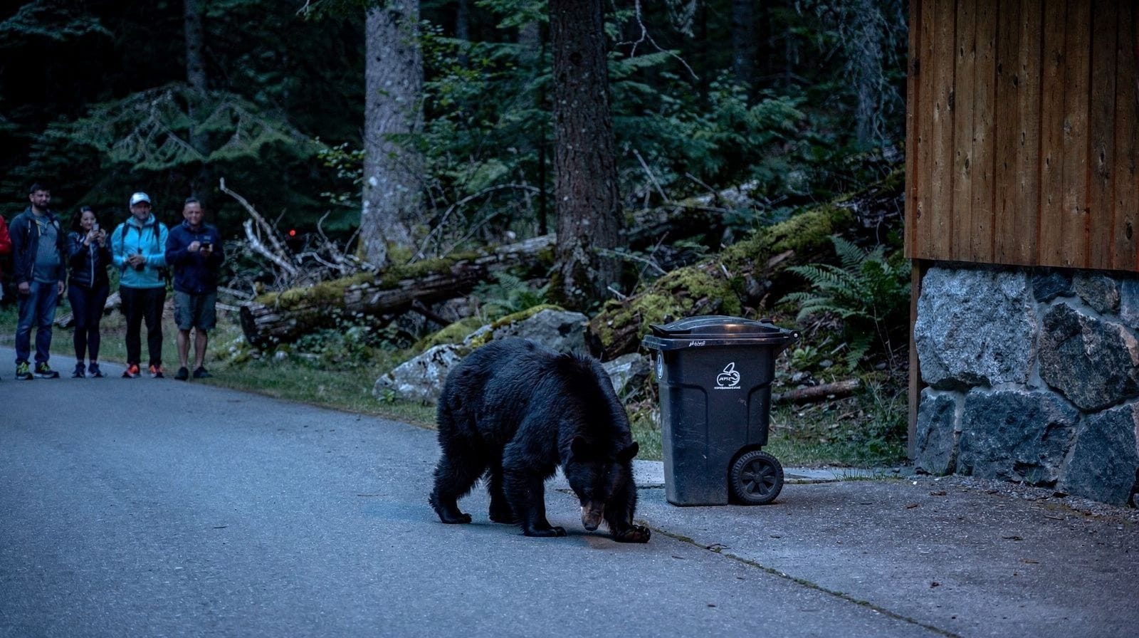 Black Bears in Whistler Village: What Never to Do