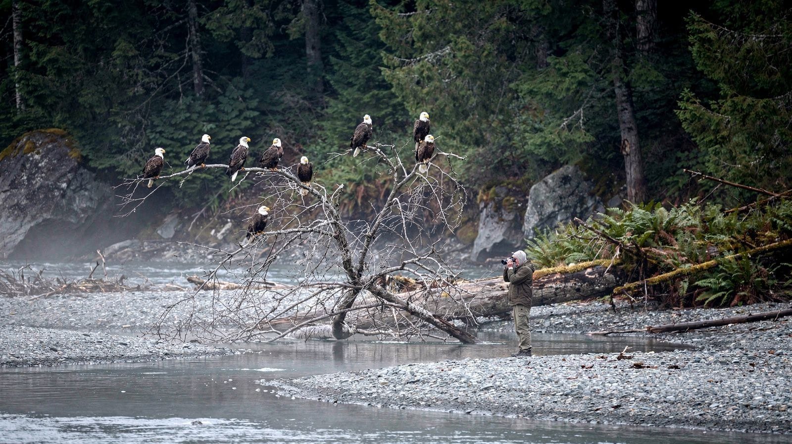 Brackendale Eagle Run: The Winter Secret Few Tourists See