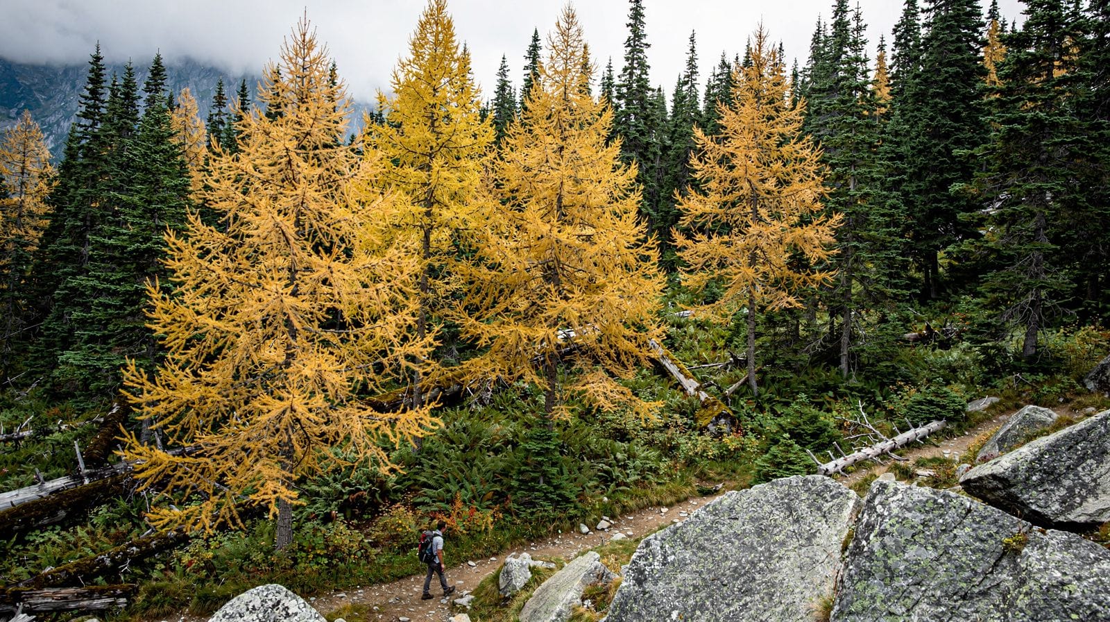 Golden Larches in September: Whistler's Best-Kept Secret