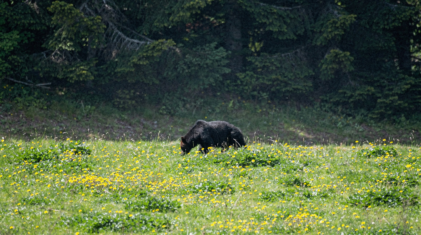 Bear Viewing & Wildlife