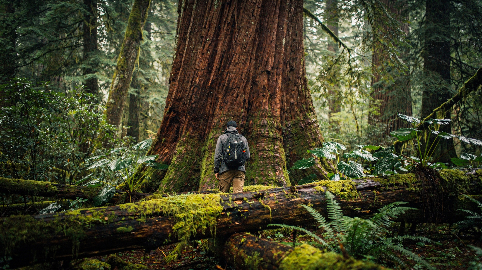Ancient Cedars Trail