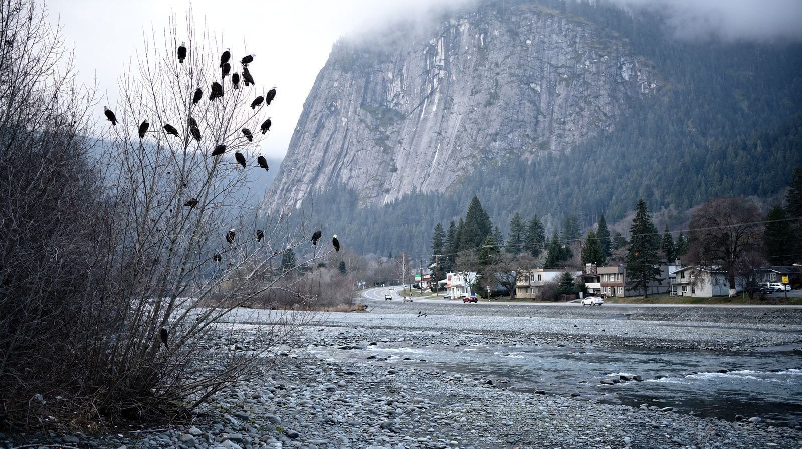 Brackendale Eagles: Winter Bald Eagle Watching Near Squamish