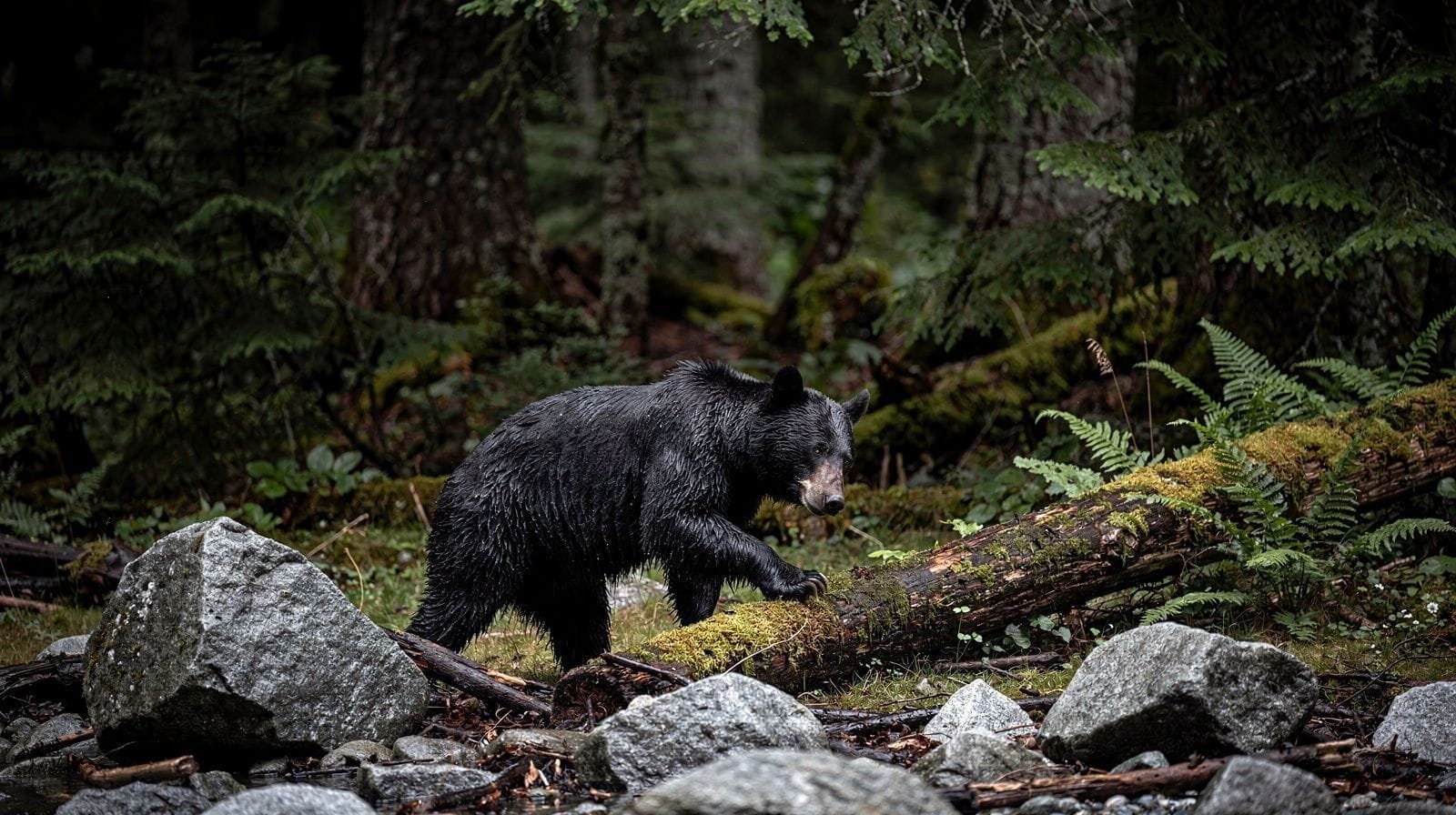 Best Time to See Black Bears in Whistler