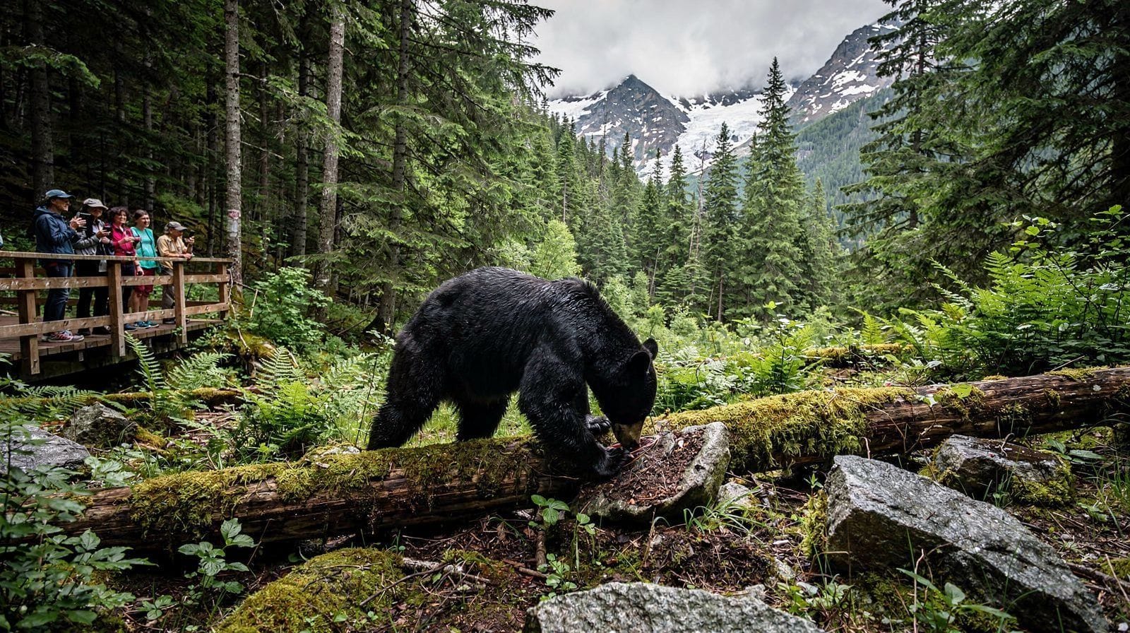 Whistler Bear Tour with Olympic Park Access: What It Adds