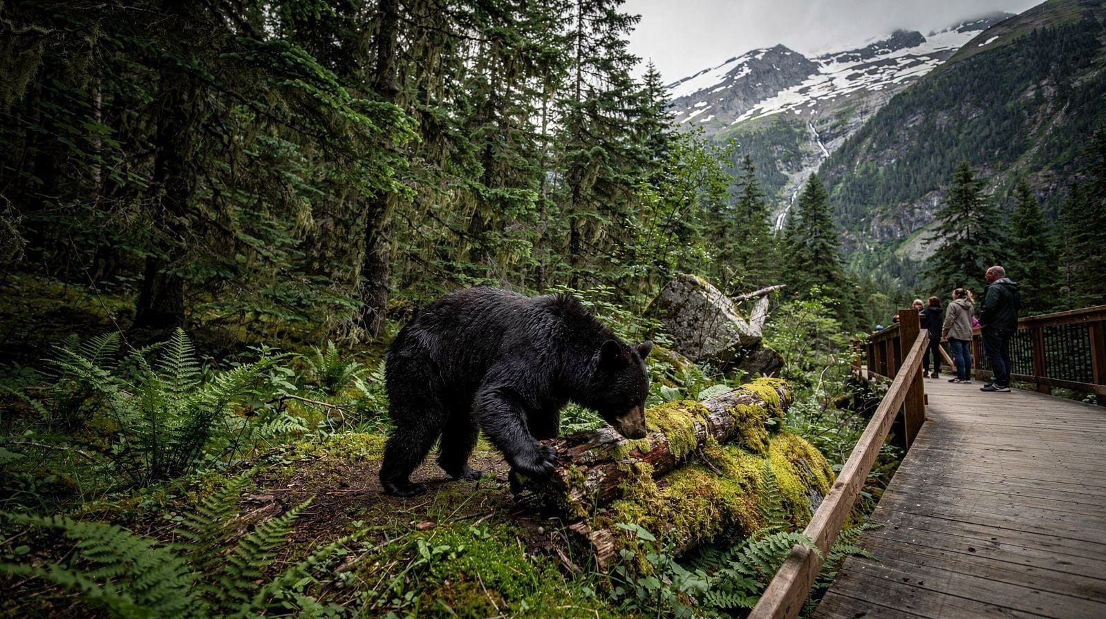 Whistler Bear Viewing: When and How to See Black Bears Responsibly