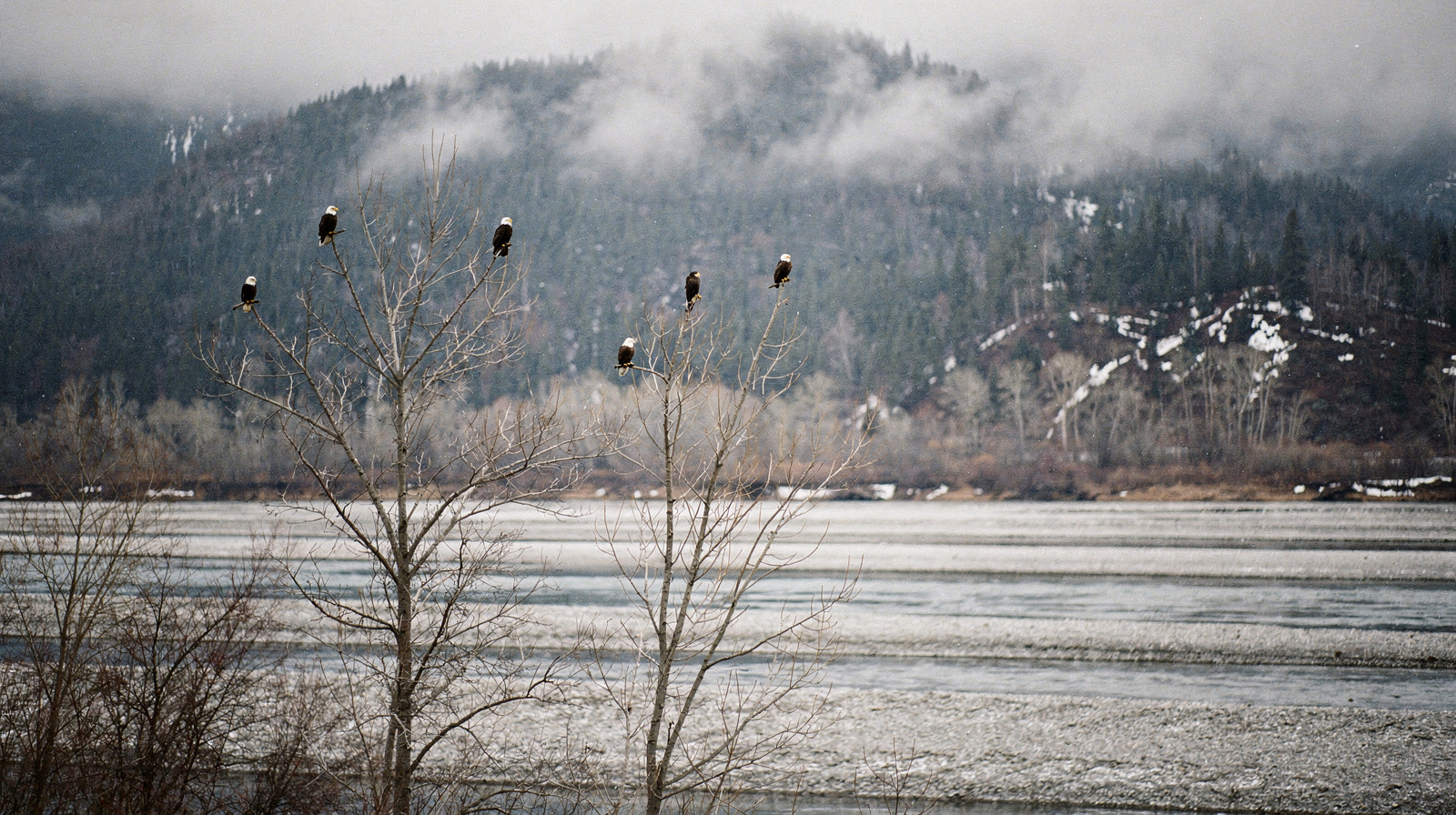 Bald Eagle Watching Near Whistler: The Brackendale Run