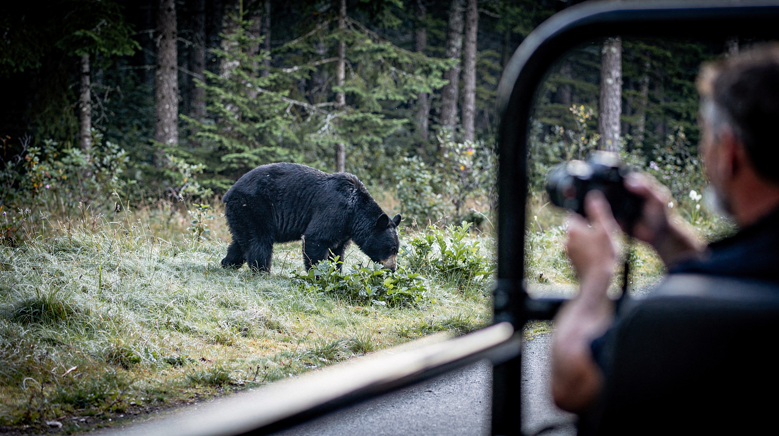 A Morning with the Bears: Whistler's Land Rover Wildlife Tour