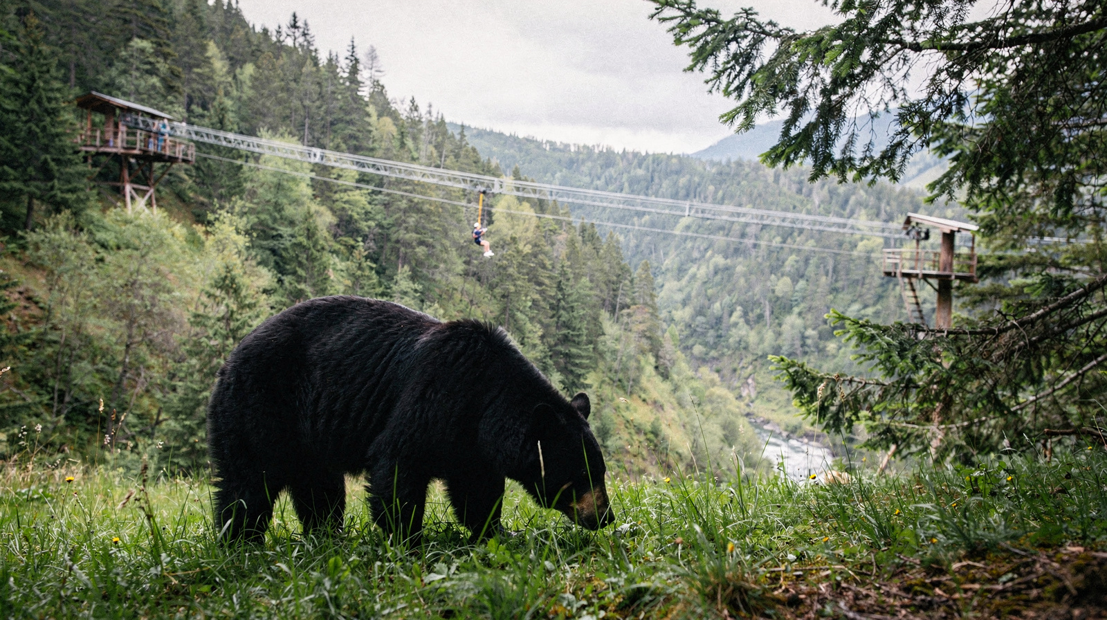 Zipline and Bear Tour Combo in Whistler